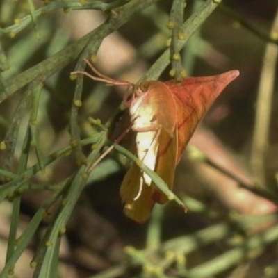 Underside Female