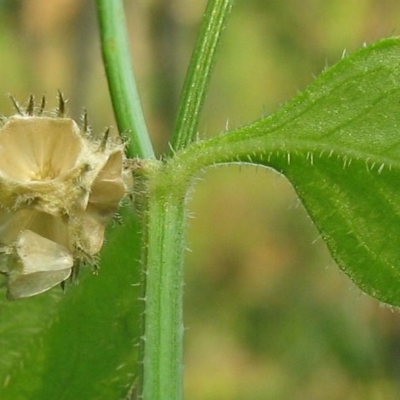 Opercularia aspera