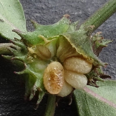 Opercularia diphylla