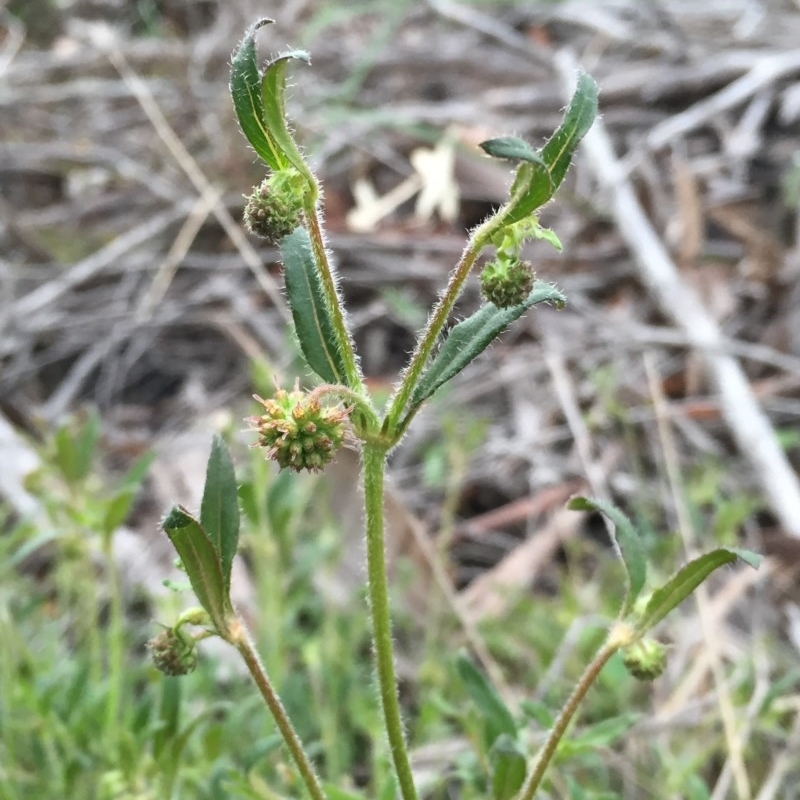 Opercularia hispida