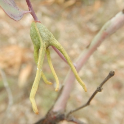 Apiomorpha munita