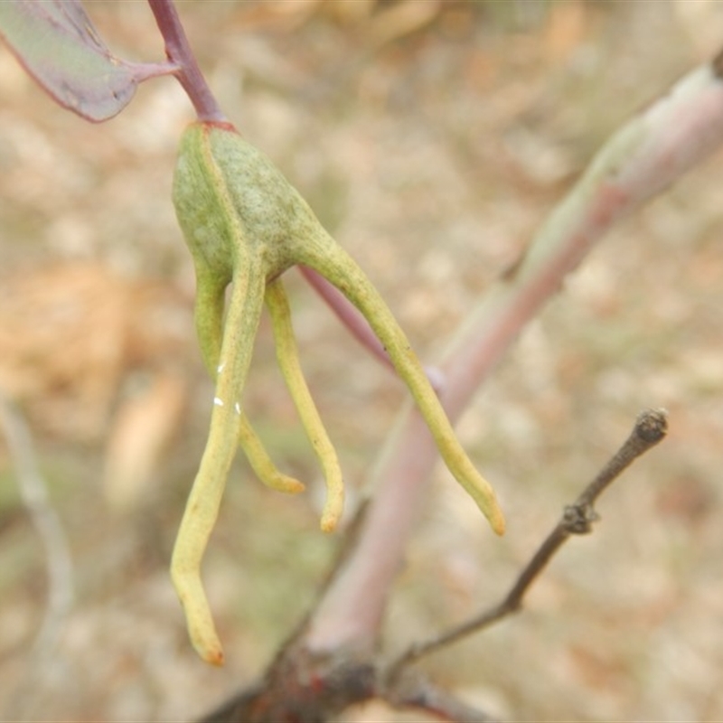 Apiomorpha munita