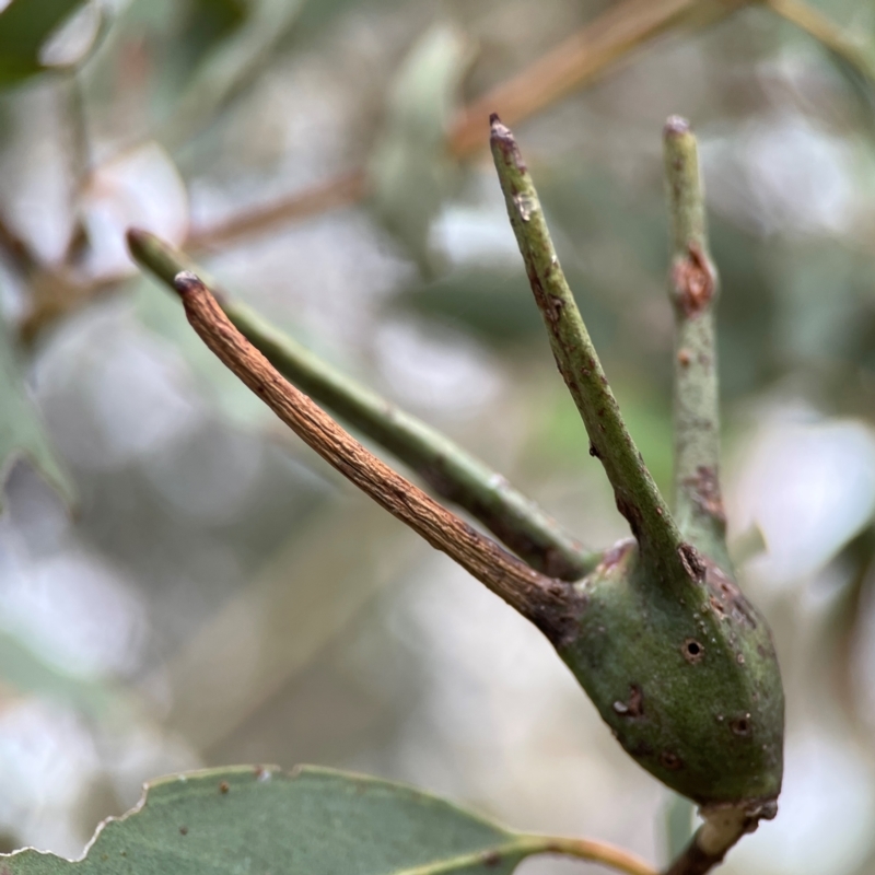 Apiomorpha munita