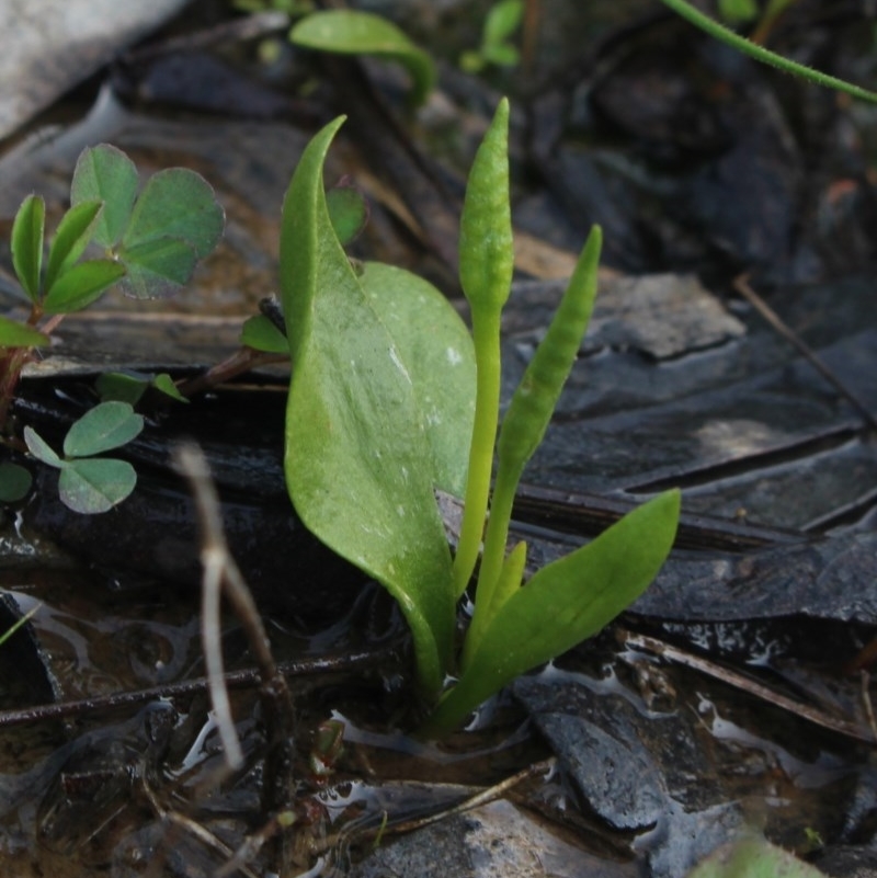 Ophioglossum lusitanicum