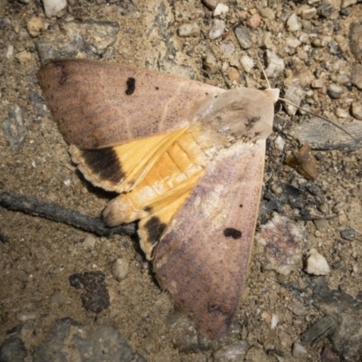 Ophiusa parcemacula