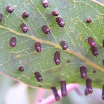 Apiomorpha sp. (genus)