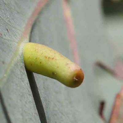 Apiomorpha sp. (genus)