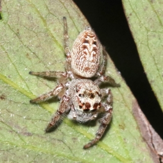 Female