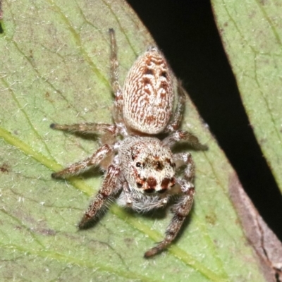 Opisthoncus grassator