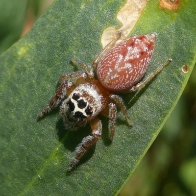 Female, Montague Island