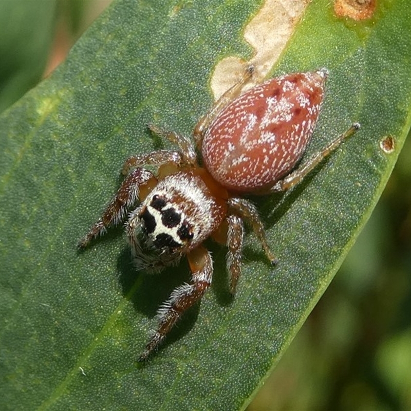 Female, Montague Island