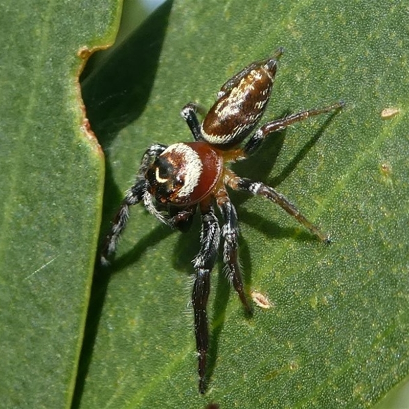 Male, Montague Island