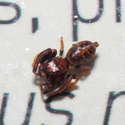 Opisthoncus parcedentatus