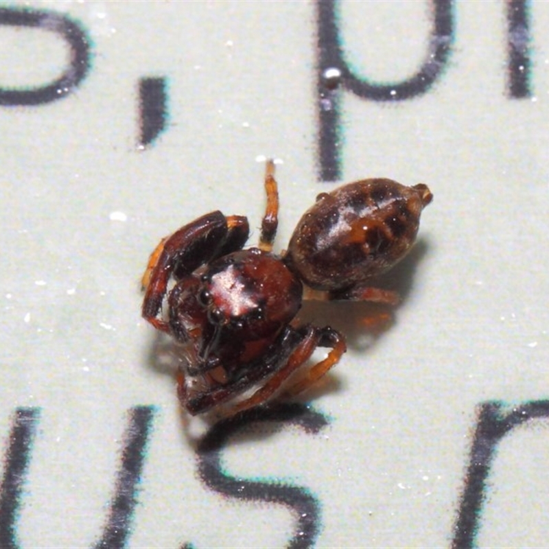 Opisthoncus parcedentatus