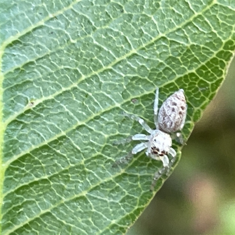 Opisthoncus polyphemus