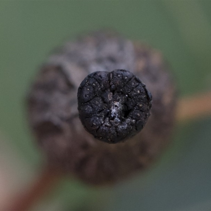 Apiomorpha urnalis