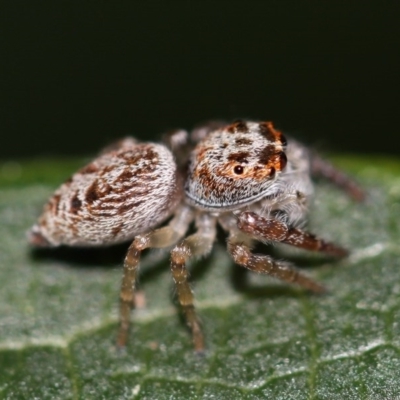 Opisthoncus sp. (genus)