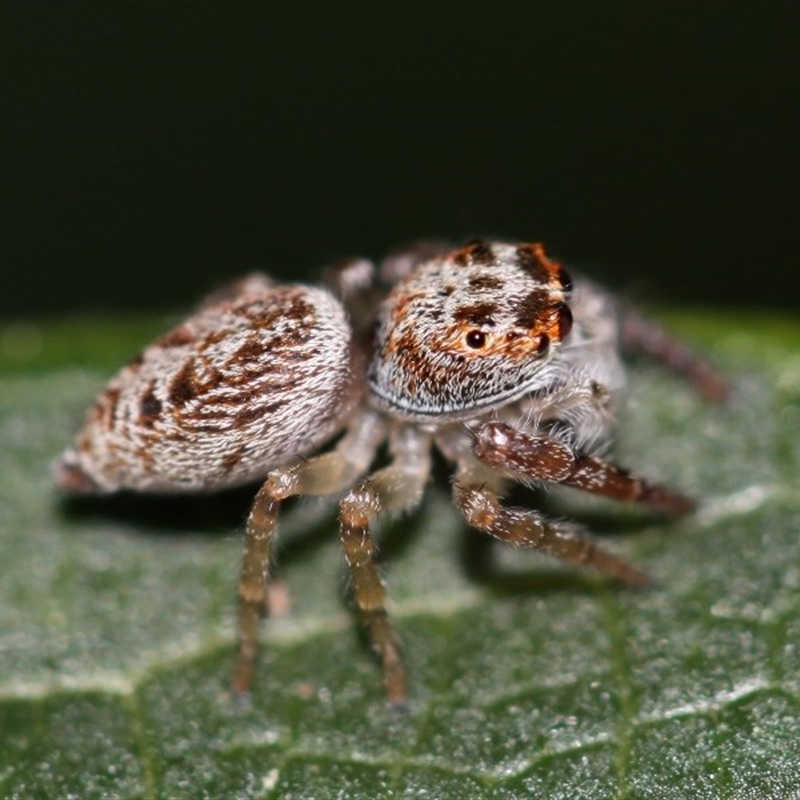 Opisthoncus sp. (genus)