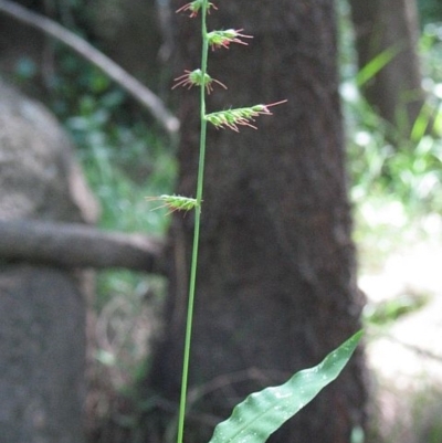 Jackie Miles, O. aemulus, broader leaf