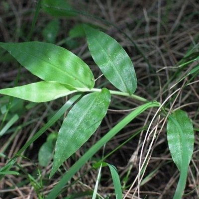 Jackie Miles, O. aemulus, broader leaf