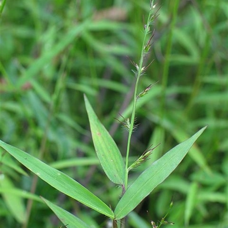 Jackie Miles, O. imbecilis