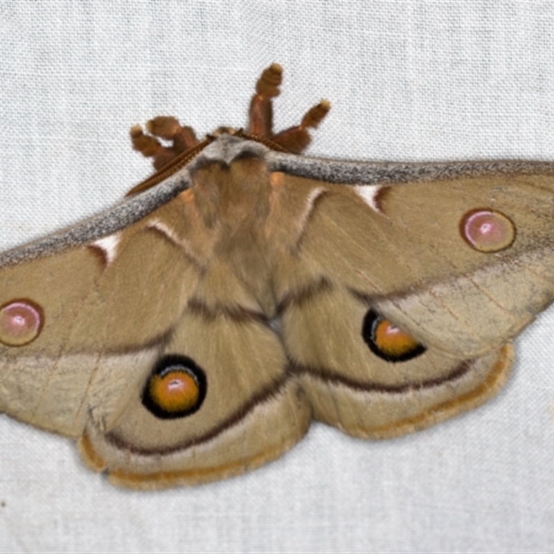 Opodiphthera eucalypti