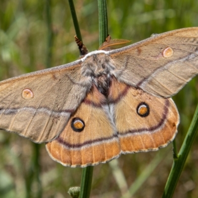 Opodiphthera helena