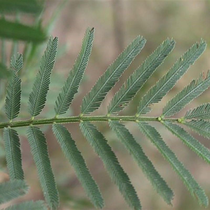 Acacia irrorata subsp. irrorata