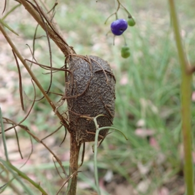 Opodiphthera sp. (genus)