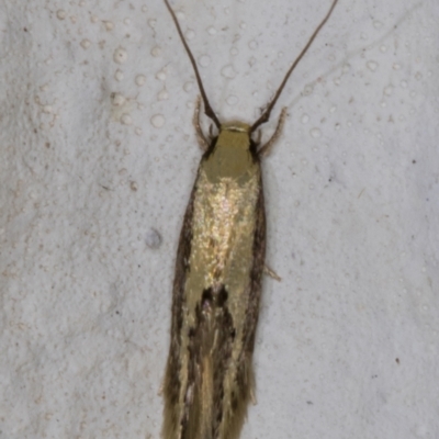 Opogona (genus)