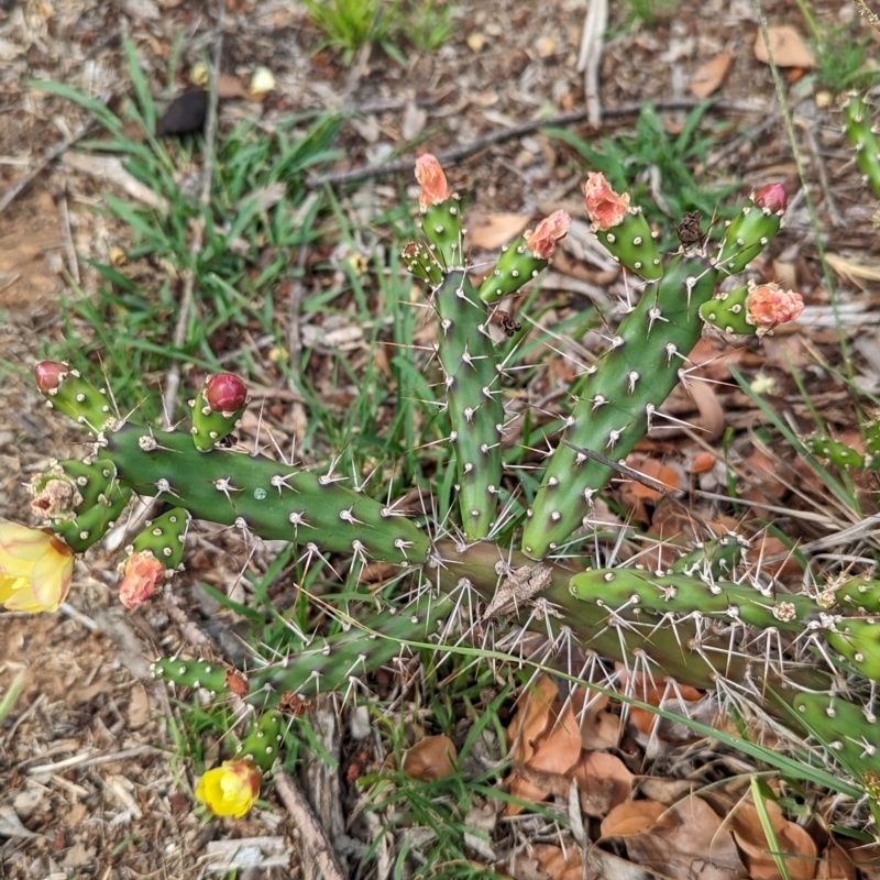 Opuntia aurantiaca