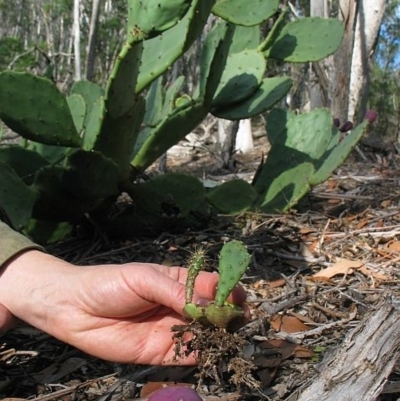 Opuntia dillenii