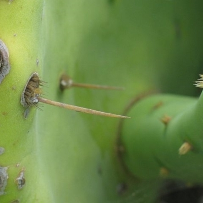 Opuntia dillenii