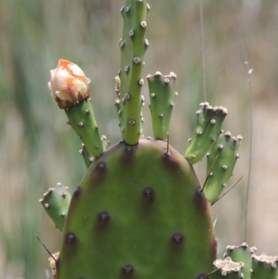 Opuntia elata