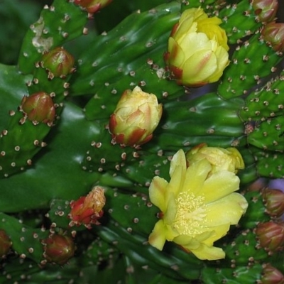 Opuntia monacantha