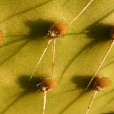 Opuntia puberula