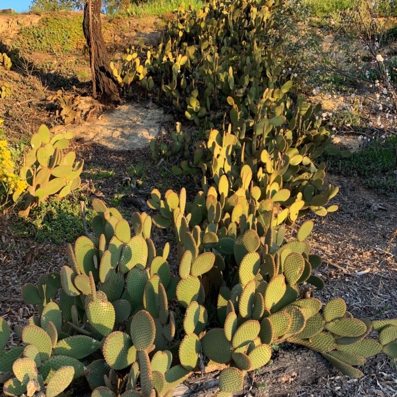 Opuntia rufida