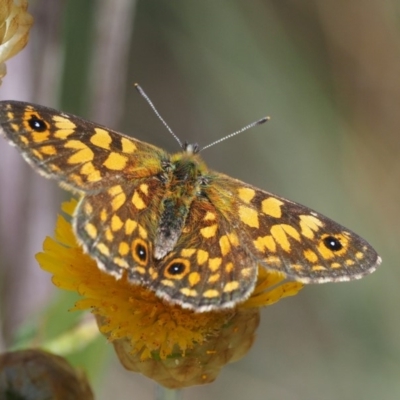 Oreixenica correae