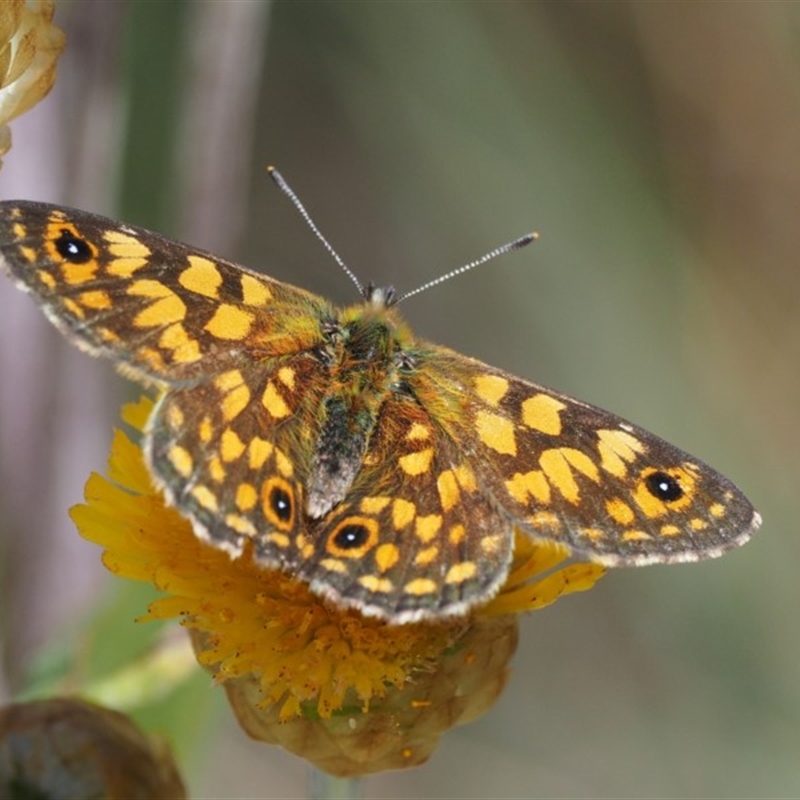 Oreixenica correae