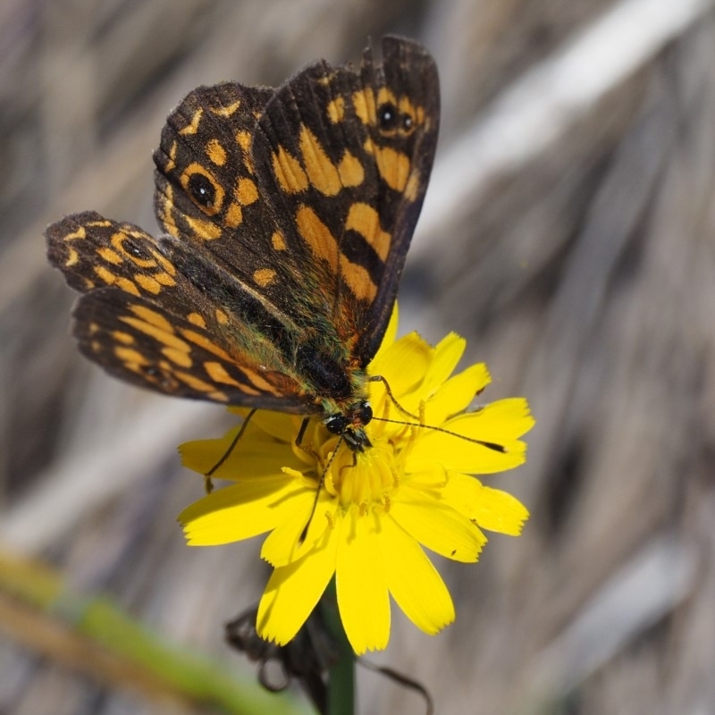 Oreixenica correae