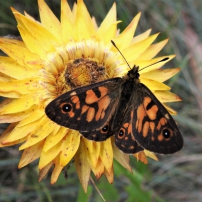 Oreixenica latialis