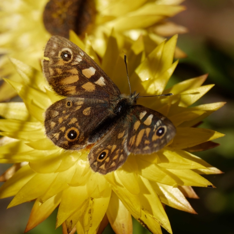 Oreixenica latialis