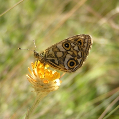 Oreixenica latialis