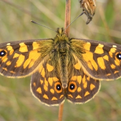 Oreixenica orichora