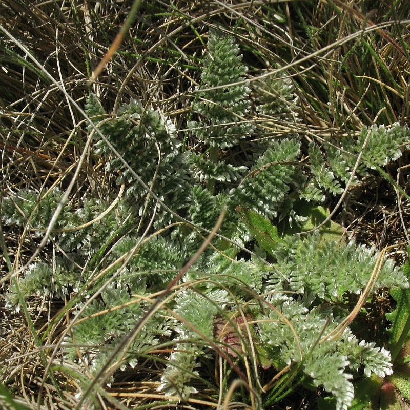 Oreomyrrhis argentea
