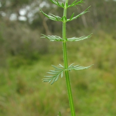 Oreomyrrhis ciliata