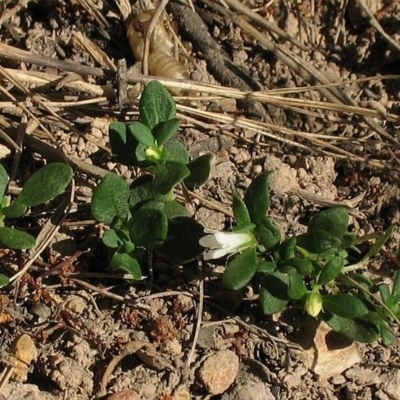 Orianthera pusilla