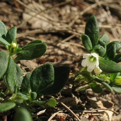 Orianthera pusilla