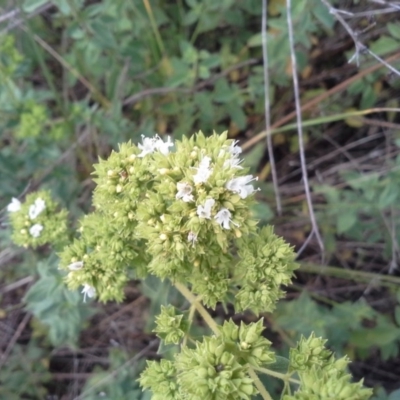 Origanum vulgare