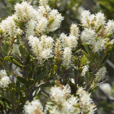 Orites lancifolius